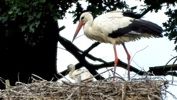01_Storch und Jungtier