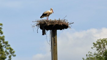 02_Storch im Nest