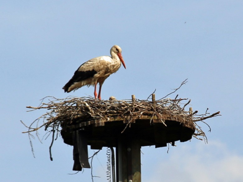 02_Storch im Nest