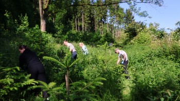 Baumpflegeaktion_MERKUR_GROUP_2026_in_Aktion